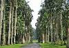 botanic garden, kandy