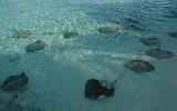 Maldives