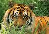 corbett tiger