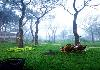 Best of Munnar - Thekkady View Near Resort