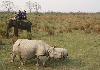 Kaziranga Tourist Attraction