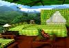 Best of Munnar - Thekkady Standerd Room at Whipering Meadows Munnar