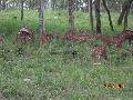 Deer in madumalai national park