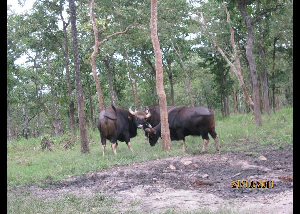 Bisons in Madumalai national park