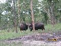 Bisons in Madumalai national park